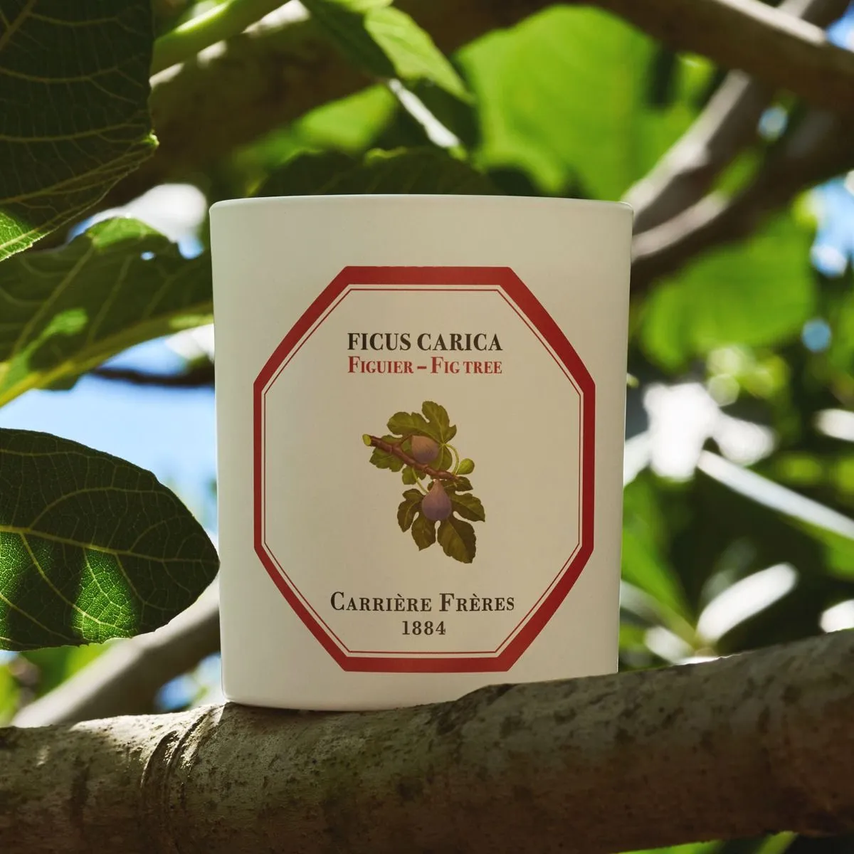 Scented Candle in Fig